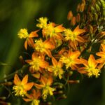 5 bonitas ideas para asociar la bulbine