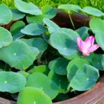 Descubre el “bowl lotus” o cómo cultivar un mini loto en maceta
