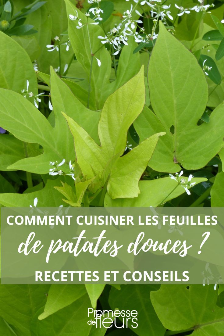 cocinar hojas de batata Ipomoea batatas