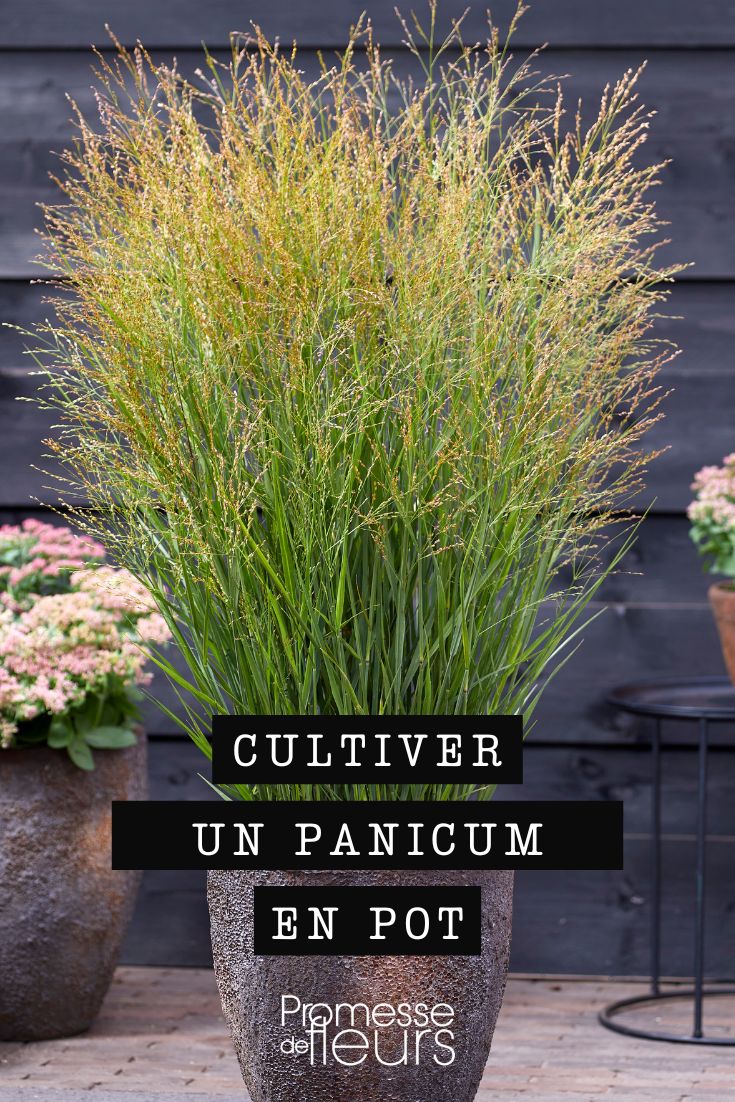 Panicum en maceta o jardinera