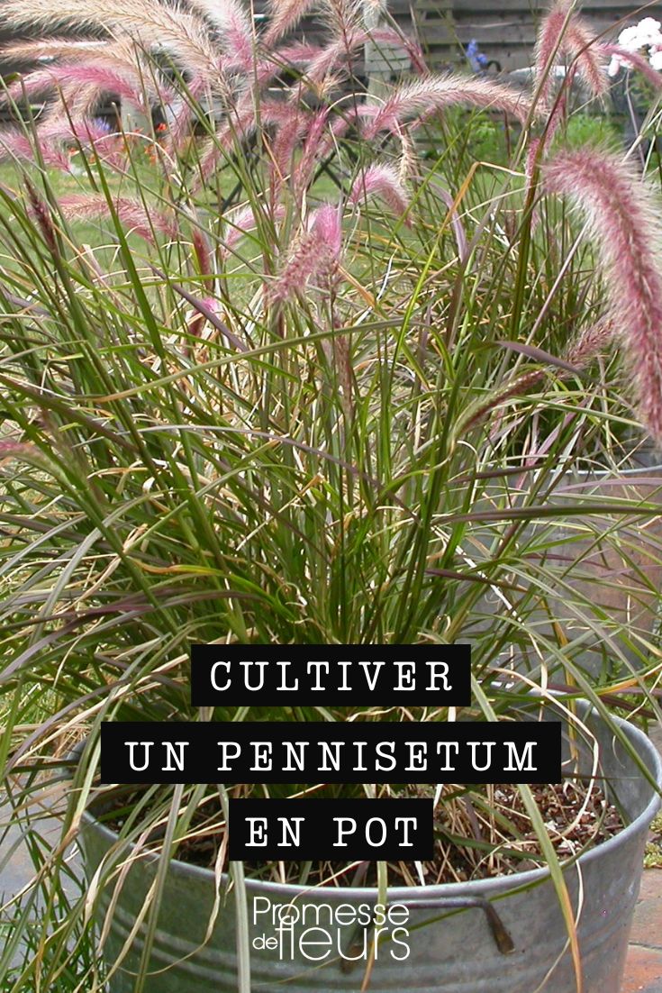 pennisetum en maceta