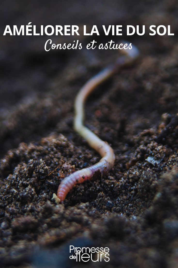 enriquecer la tierra y la vida del suelo