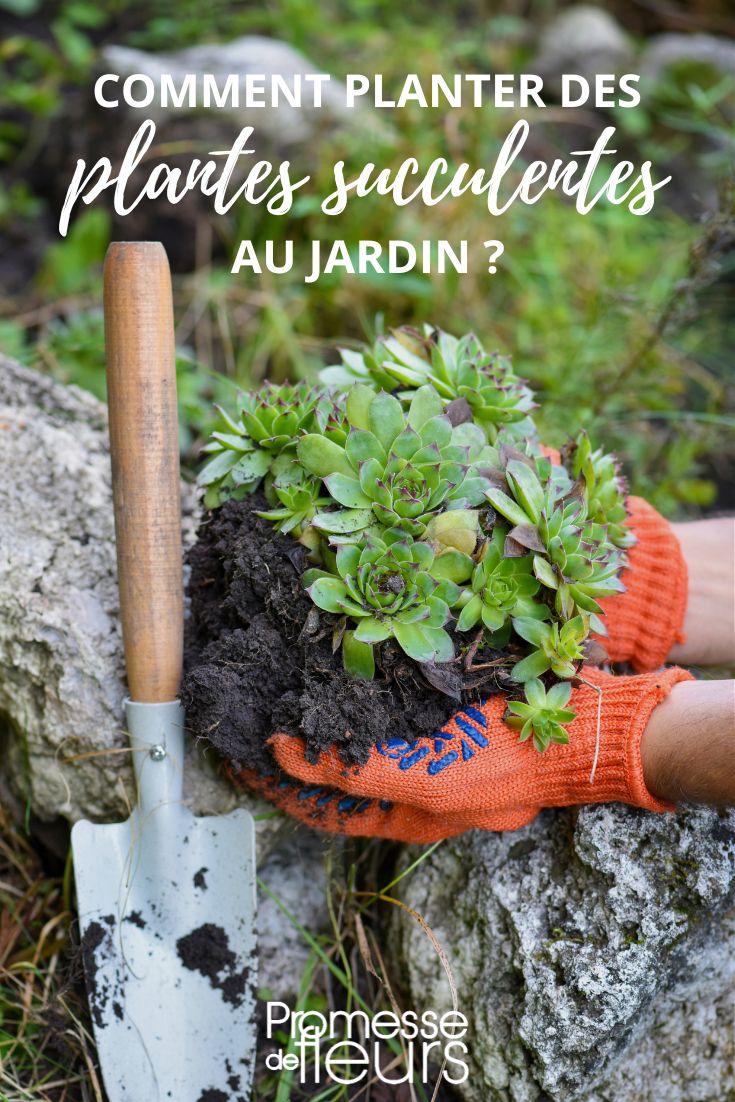 plantas suculentas en el jardín