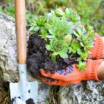 ¿Cómo plantar plantas suculentas en terreno abierto en el jardín?