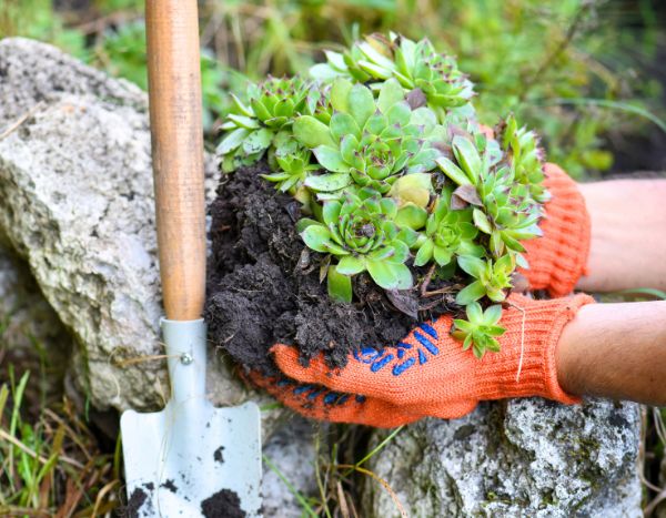 ¿Cómo plantar plantas suculentas en terreno abierto en el jardín?