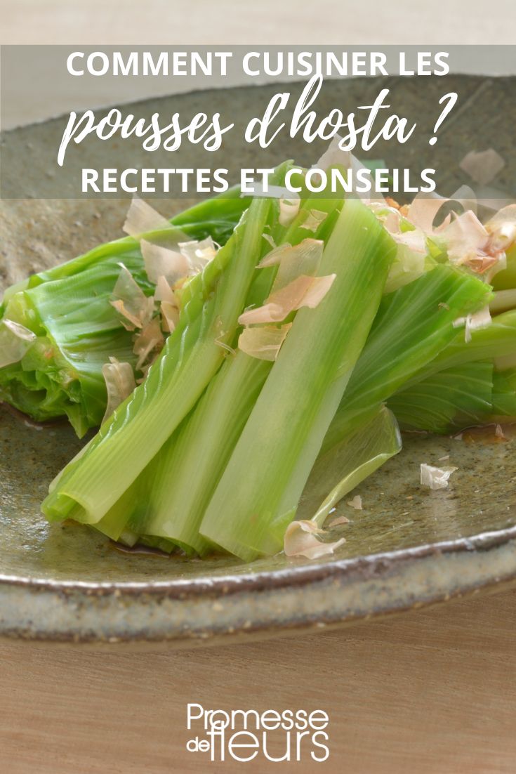 recetas y consejos para cocinar hostas