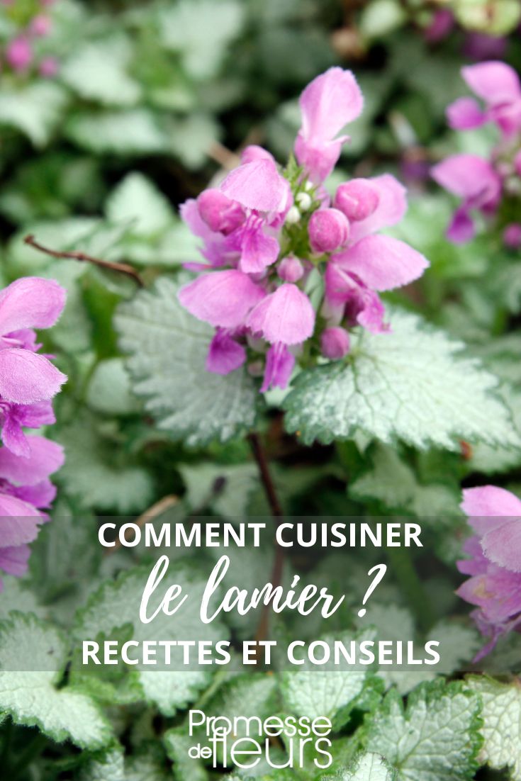cocinar el lamio