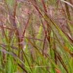 ¿Cómo cultivar un Panicum en maceta?