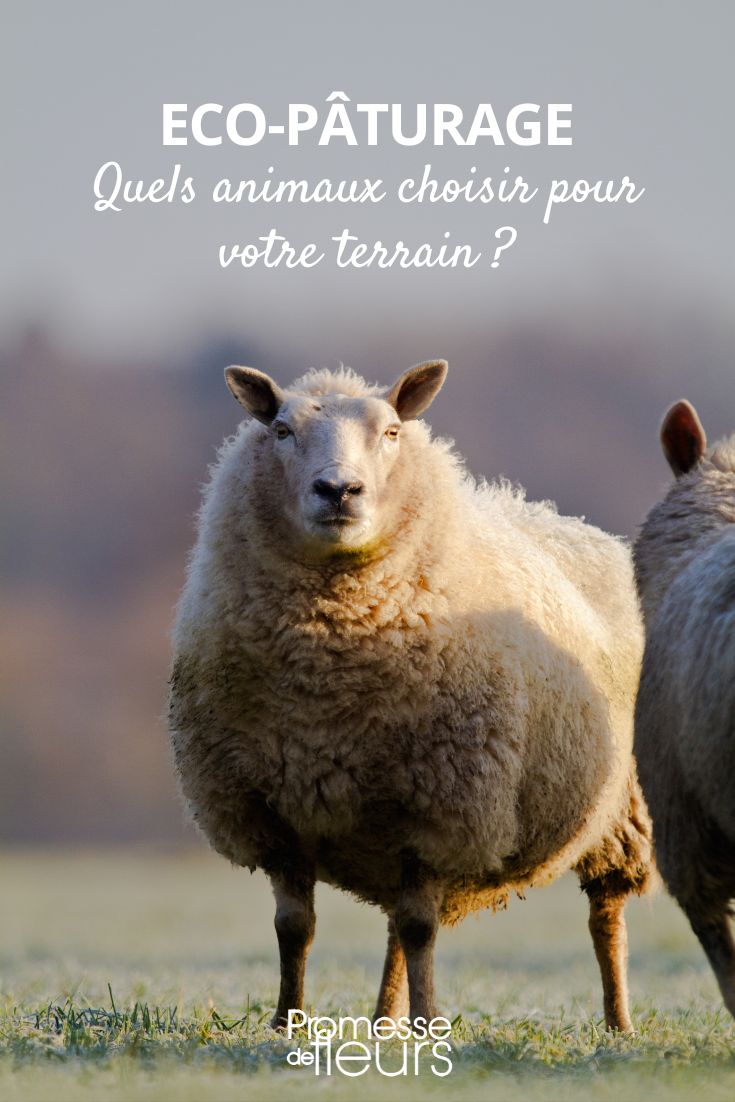 # Ovejas y ecopastoreo

## ¿Qué es el ecopastoreo?

El ecopastoreo es una técnica de gestión de espacios verdes que utiliza animales herbívoros, como las ovejas, para mantener y limpiar áreas naturales. Este método ecológico ofrece numerosas ventajas:

- Alternativa natural a la siega mecánica
- Fertilización natural del suelo
- Preservación de la biodiversidad
- Reducción de la huella de carbono

## Las ovejas: aliadas perfectas para el ecopastoreo

Las ovejas son particularmente adecuadas para el ecopastoreo gracias a:

1. Su alimentación variada (hierbas, arbustos, hojas)
2. Su comportamiento de pastoreo no agresivo
3. Su capacidad para acceder a terrenos difíciles
4. Su producción natural de abono

## Beneficios para tu jardín o terreno

Al optar por el ecopastoreo con ovejas, podrás:

✔ Mantener tus espacios verdes de forma ecológica  
✔ Reducir el uso de maquinaria contaminante  
✔ Enriquecer naturalmente tu suelo  
✔ Crear un ecosistema más diverso  

## Consejos para implementar el ecopastoreo

Si estás considerando esta solución natural:

- Evalúa la superficie a mantener
- Elige la raza ovina adecuada a tu terreno
- Prevé una fuente de agua y sombra
- Considera la rotación de parcelas

El ecopastoreo con ovejas representa una solución inteligente y sostenible para el mantenimiento de espacios verdes, combinando eficiencia ecológica y preservación del medio ambiente.