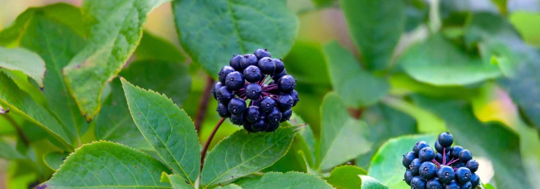 Eleuterococo, Acanthopanax: plantar, cultivar y cuidar