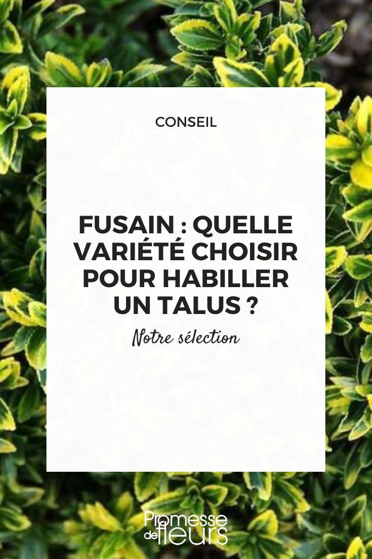 Here is the Spanish translation of the plant name while maintaining the original format:

fusain euonymus talus

(Note: Since this appears to be a scientific/latin plant name, it would typically remain unchanged in Spanish. If you'd like me to provide the common Spanish name instead, please let me know or provide more context about how this term is being used in your content.)