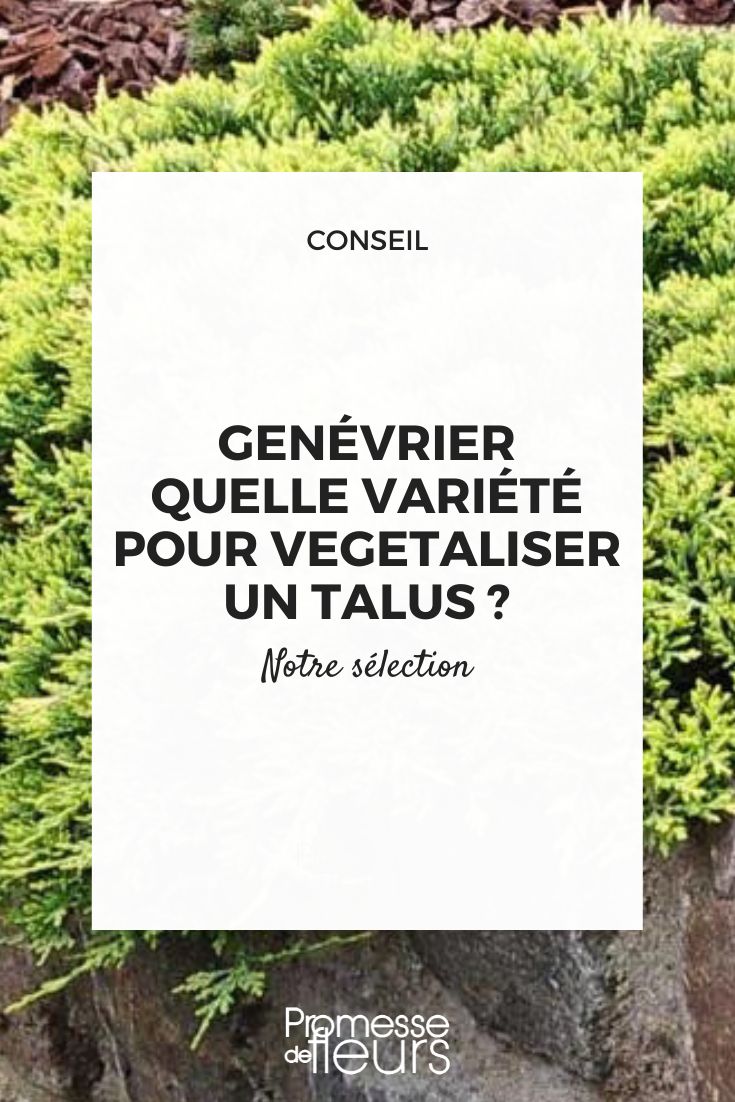 Juniperus para taludes