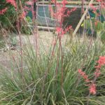 Hesperaloe - Yuca Roja: Plantación, cultivo y cuidados