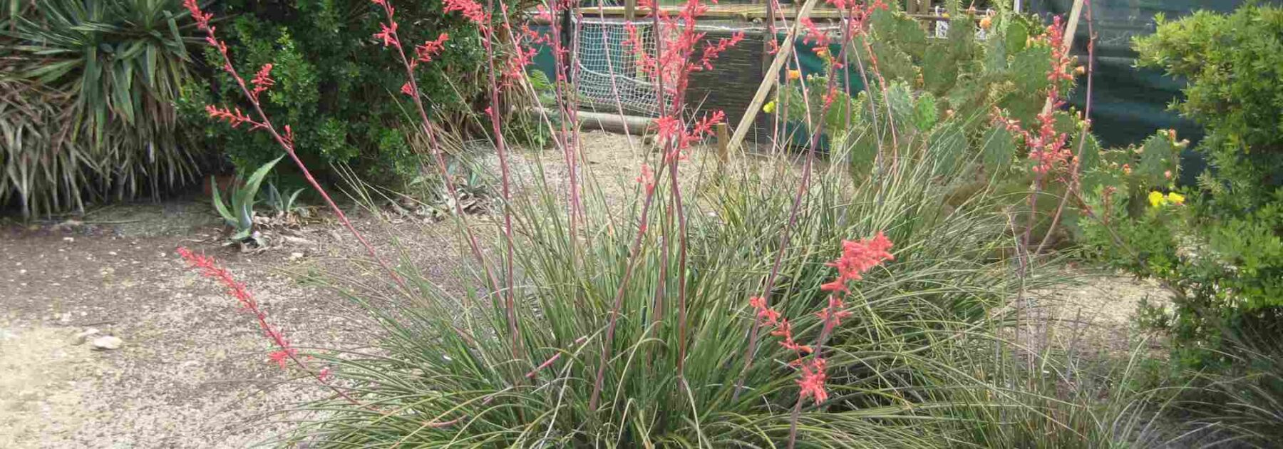 Hesperaloe - Yuca Roja: Plantación, cultivo y cuidados