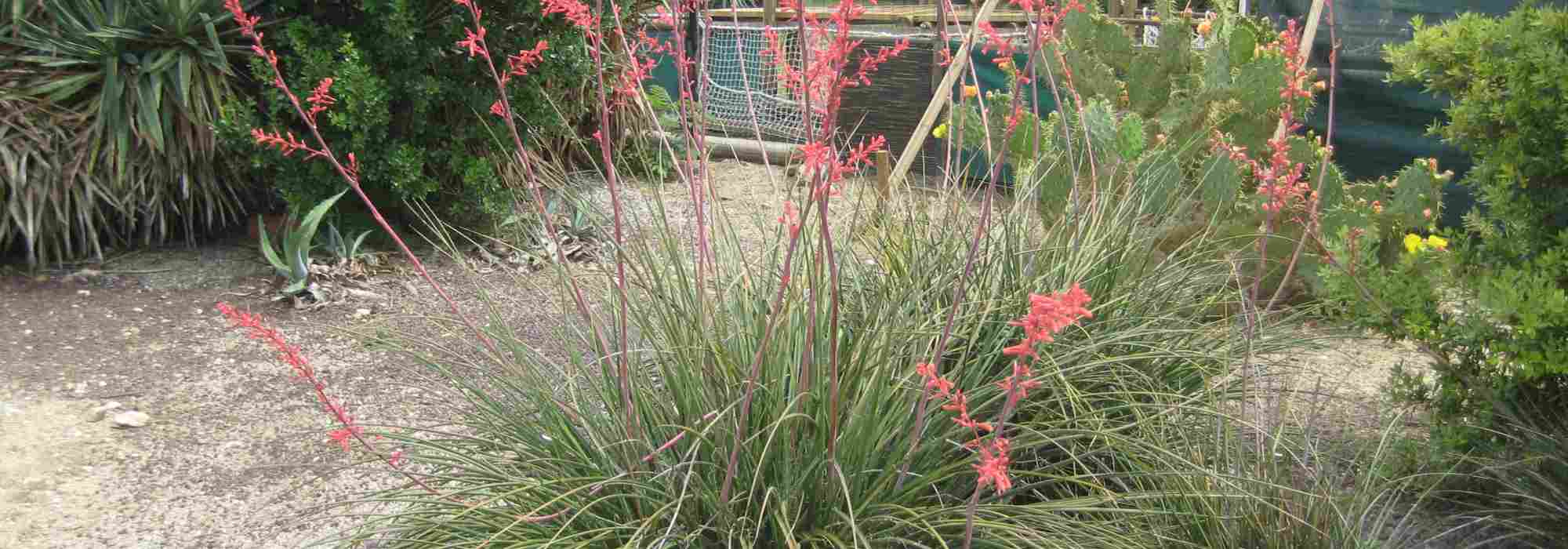 Hesperaloe - Yuca Roja: Plantación, cultivo y cuidados