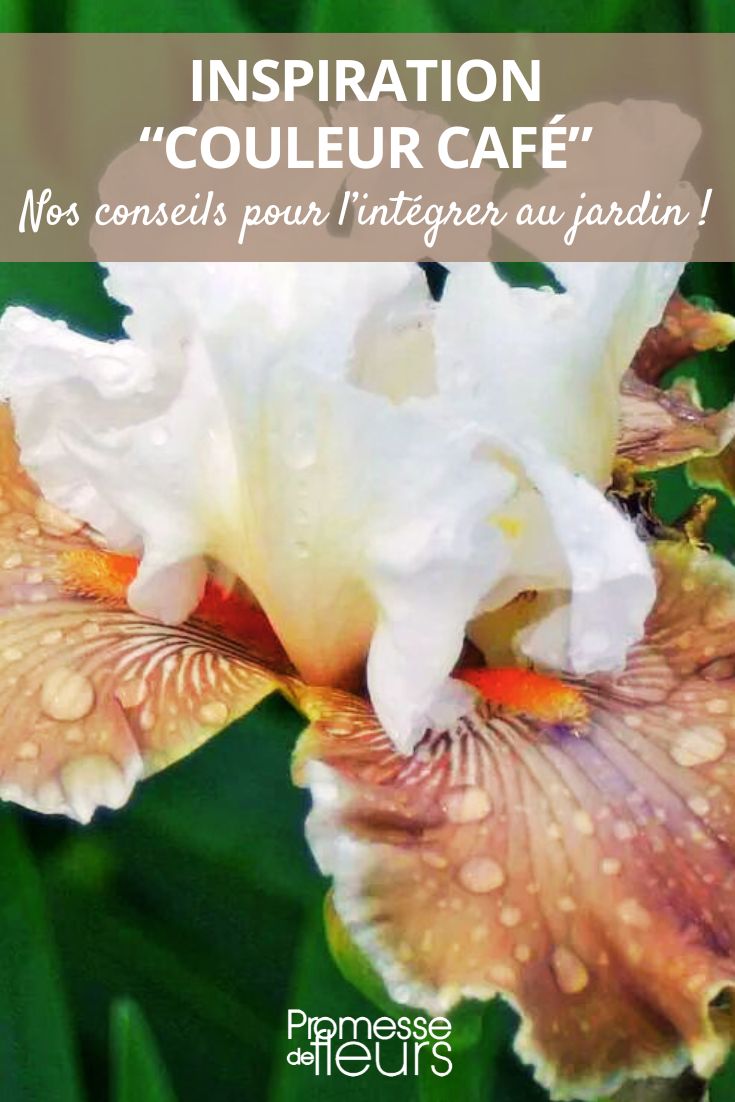 iris marrón café en el jardín