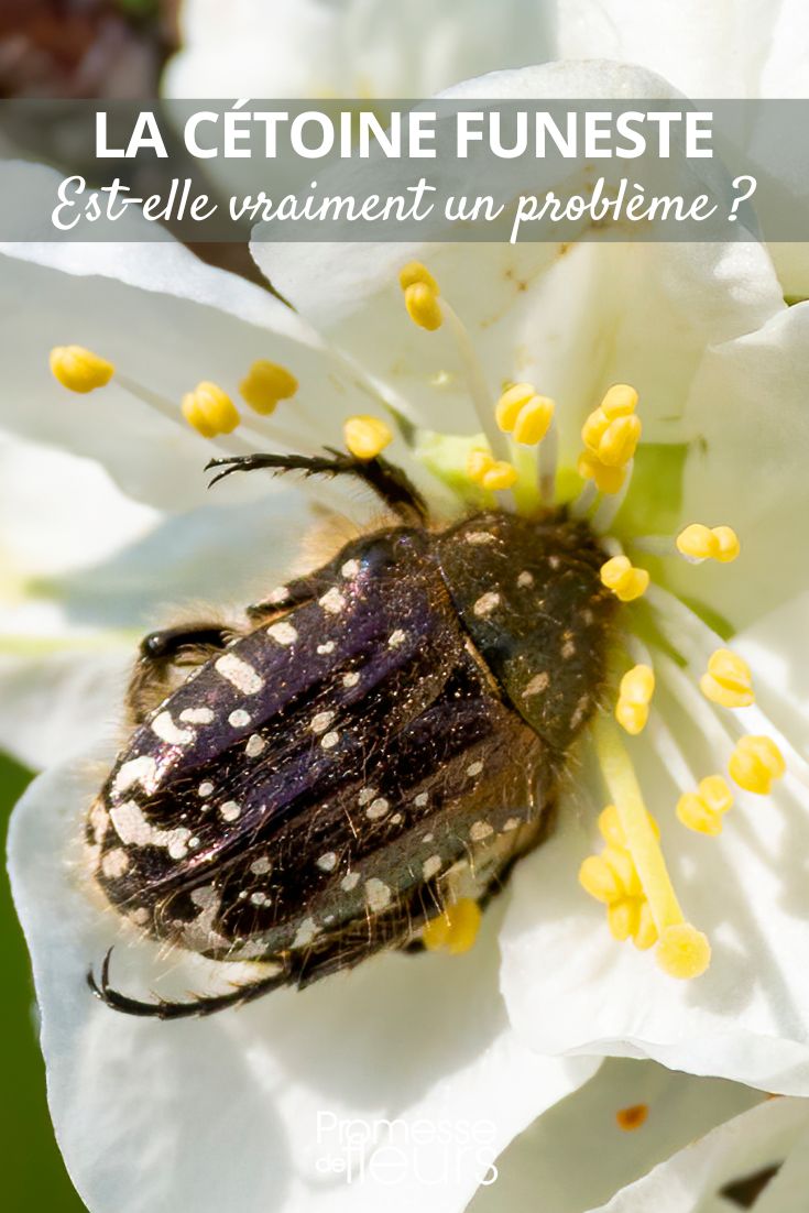 Oxythyrea funesta (escarabajo de las flores)