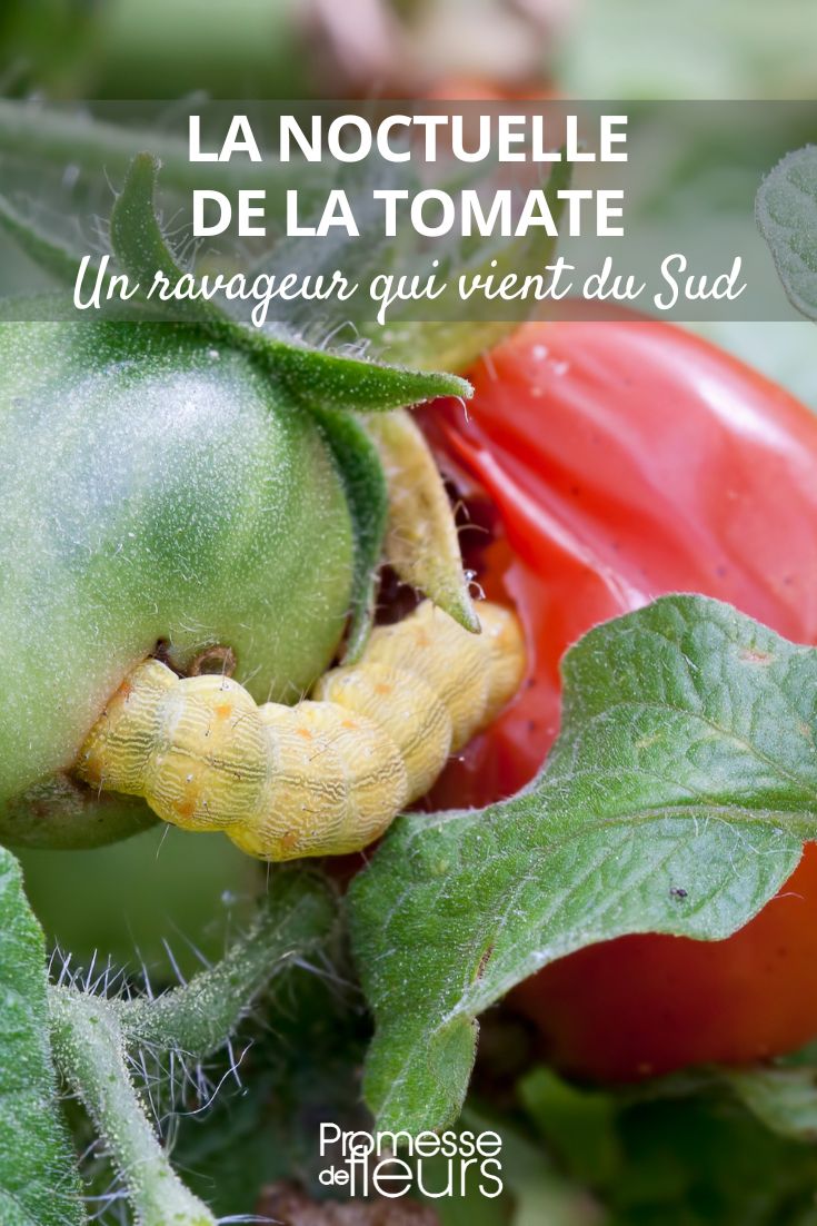 Helicoverpa armigera