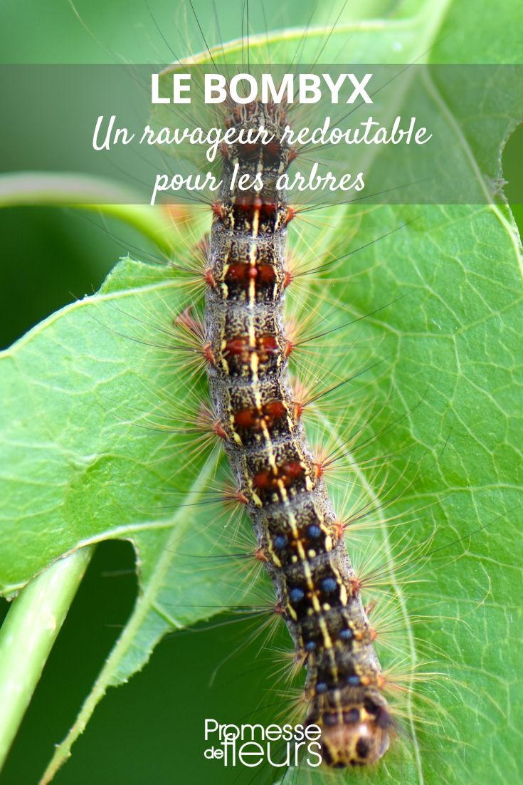 oruga de la mariposa de la seda