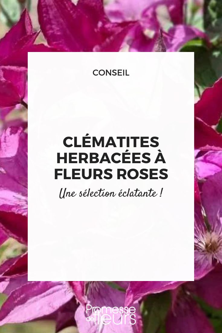 Clematis Saphyra Nancy