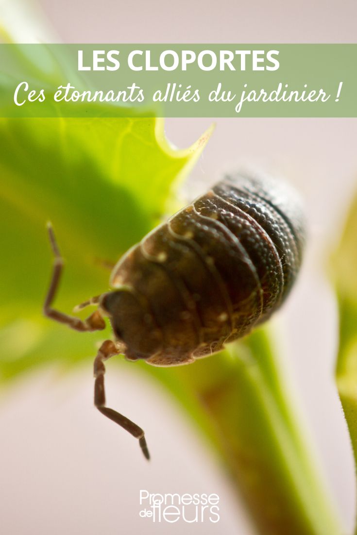 los cochinillas en el jardín