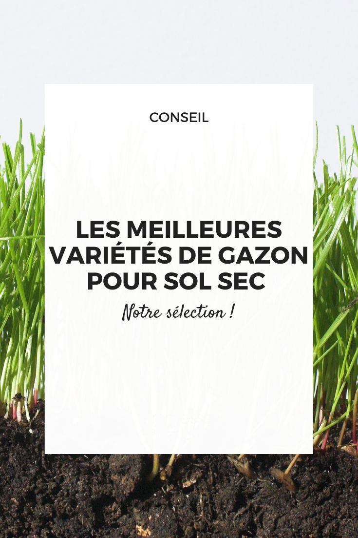 semillas de césped resistentes a la sequía