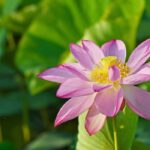 Nelumbo - Loto: plantar y cuidar