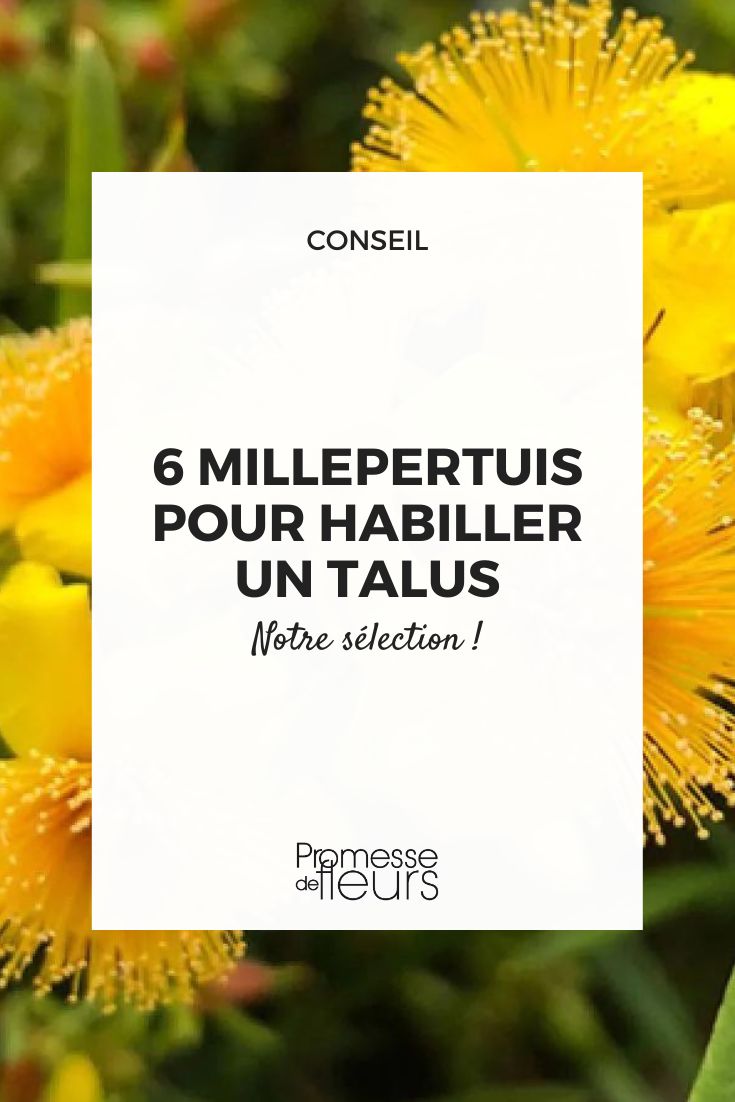 Hypericum densiflorum 'Botón de oro'  

(Nota: "Buttercup" se traduce literalmente como "botón de oro", nombre común de las flores amarillas del género Ranunculus. En este contexto botánico, se mantiene como nombre varietal ya que 'Buttercup' es el nombre comercial registrado de este cultivar de Hypericum. La traducción propuesta adapta el nombre al español respetando la identificación hortícola.)