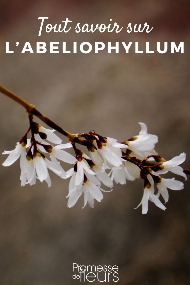 Ficha de planta Abeliophyllum Abeliophyllum (traducción al español: Abeliophyllum)
*Nota: Como "Abeliophyllum" es un nombre científico de una planta, se mantiene igual en español sin traducción, ya que los nombres científicos no se traducen y son universales en el ámbito botánico.*