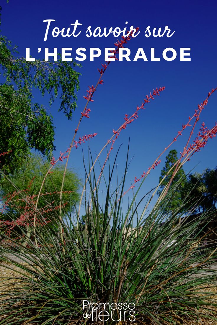 Ficha de planta hesperaloe Hesperaloe yucca rojo