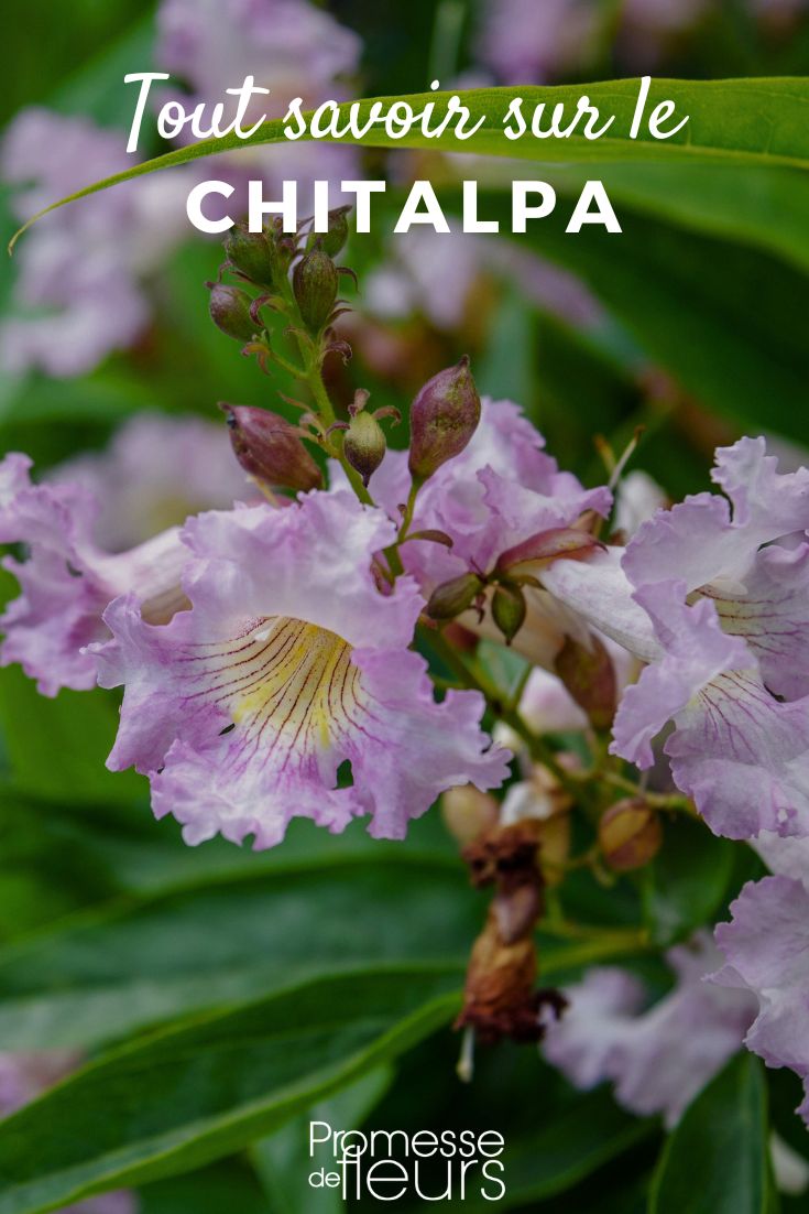 chitalpa (sin cambios, ya que es el nombre científico/botánico de la planta)