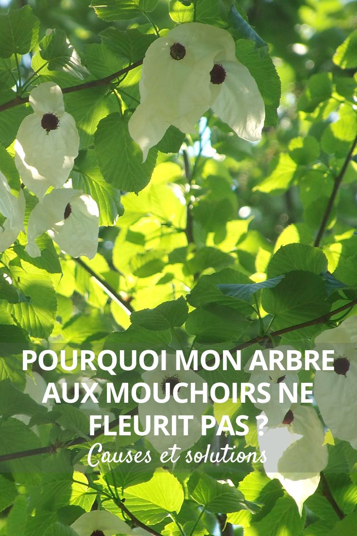 floración del davidia, árbol de los pañuelos