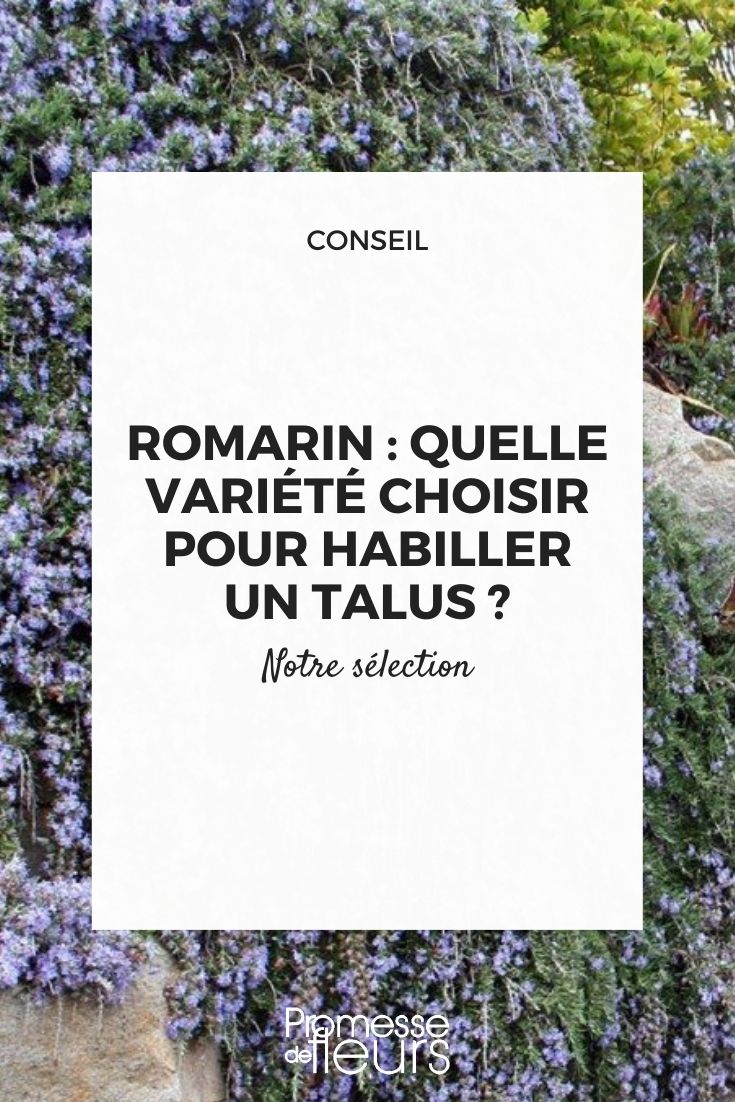 rosmarinus 'Point du Raz'