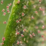 ¿Cómo deshacerse de los ácaros en las plantas?