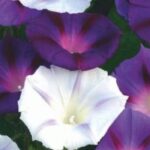 ¿Qué plantas anuales para florecer el jardín durante todo el verano?