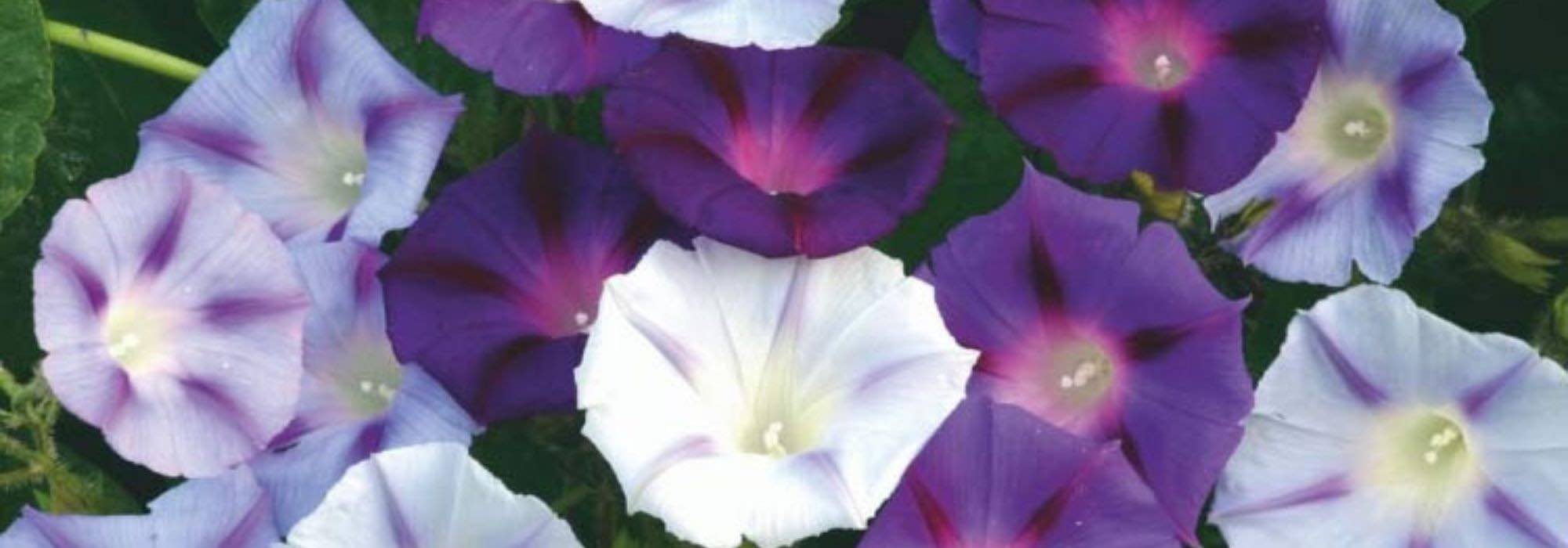 ¿Qué plantas anuales para florecer el jardín durante todo el verano?