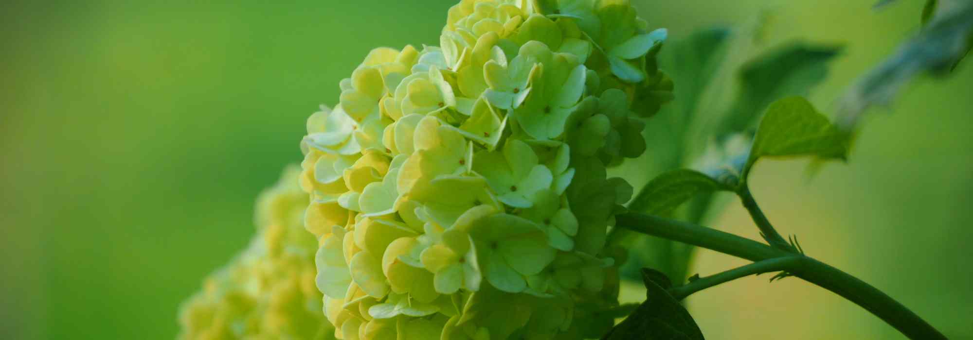 7 bonitas ideas para asociar las flores verdes