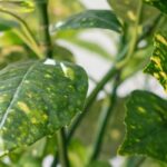 Cultivar un Aucuba en maceta