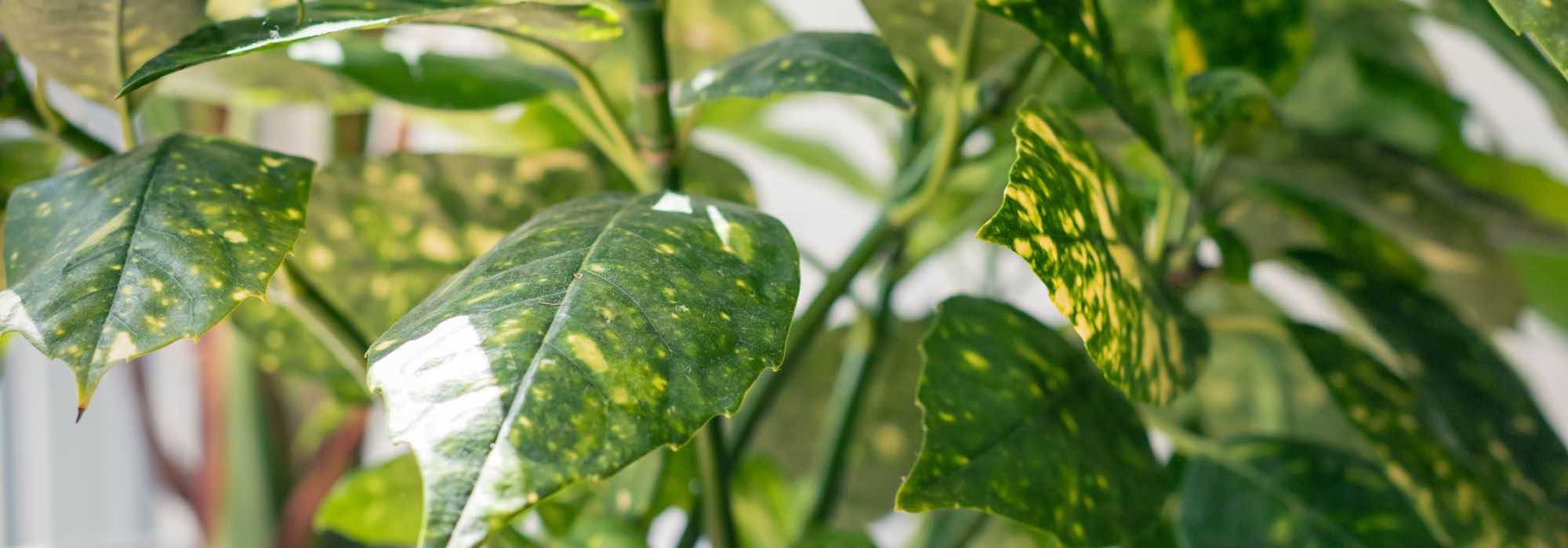 Cultivar un Aucuba en maceta