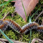 ¿Cómo deshacerse de las orugas en las plantas?