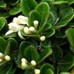 Lonicera: ¿qué variedad elegir para tapizar un talud?