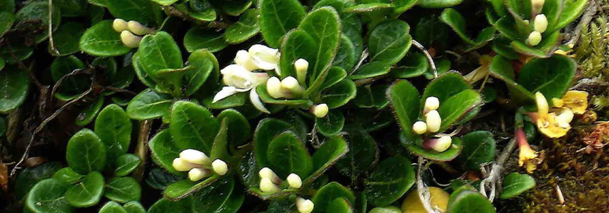 Lonicera: ¿qué variedad elegir para tapizar un talud?