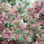 ¿Cómo elegir bien un <span>chèvrefeuille arbustivo</span>?