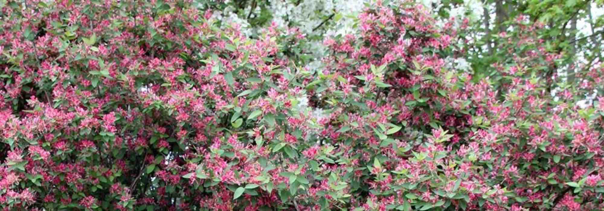 ¿Cómo elegir bien un <span>chèvrefeuille arbustivo</span>?