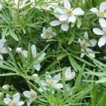 7 Naranjo de Méjico para Cultivar en macetas