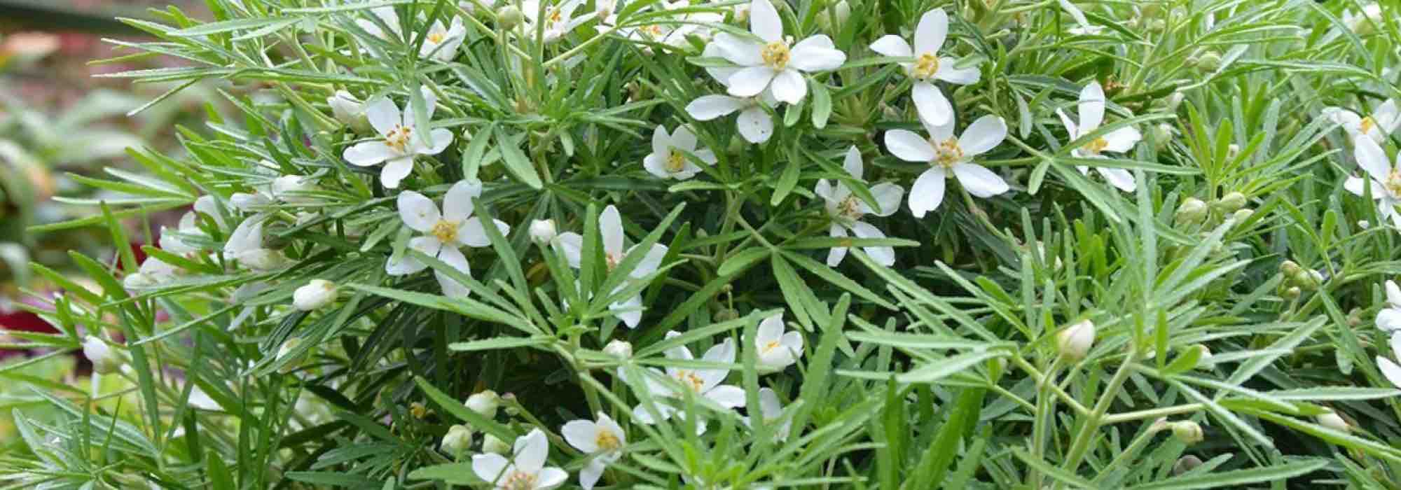 7 Naranjo de Méjico para Cultivar en macetas