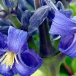 Descubre 9 clemátides herbáceas con unas magníficas flores azules