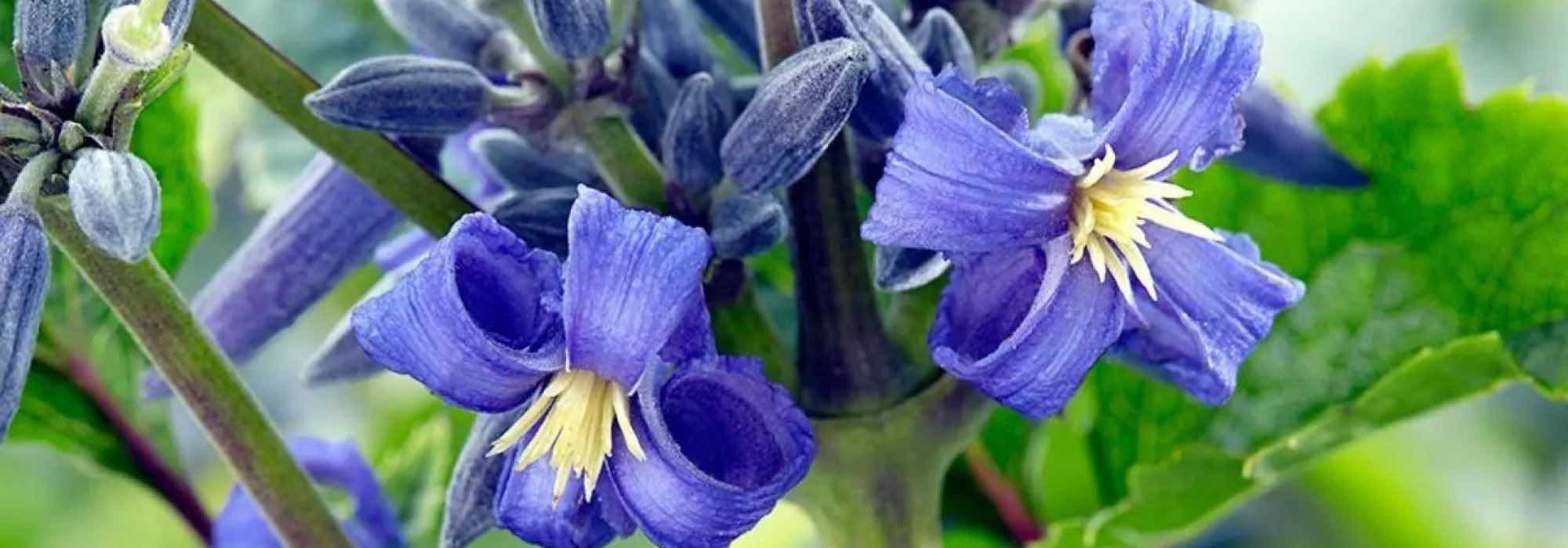 Descubre 9 clemátides herbáceas con unas magníficas flores azules