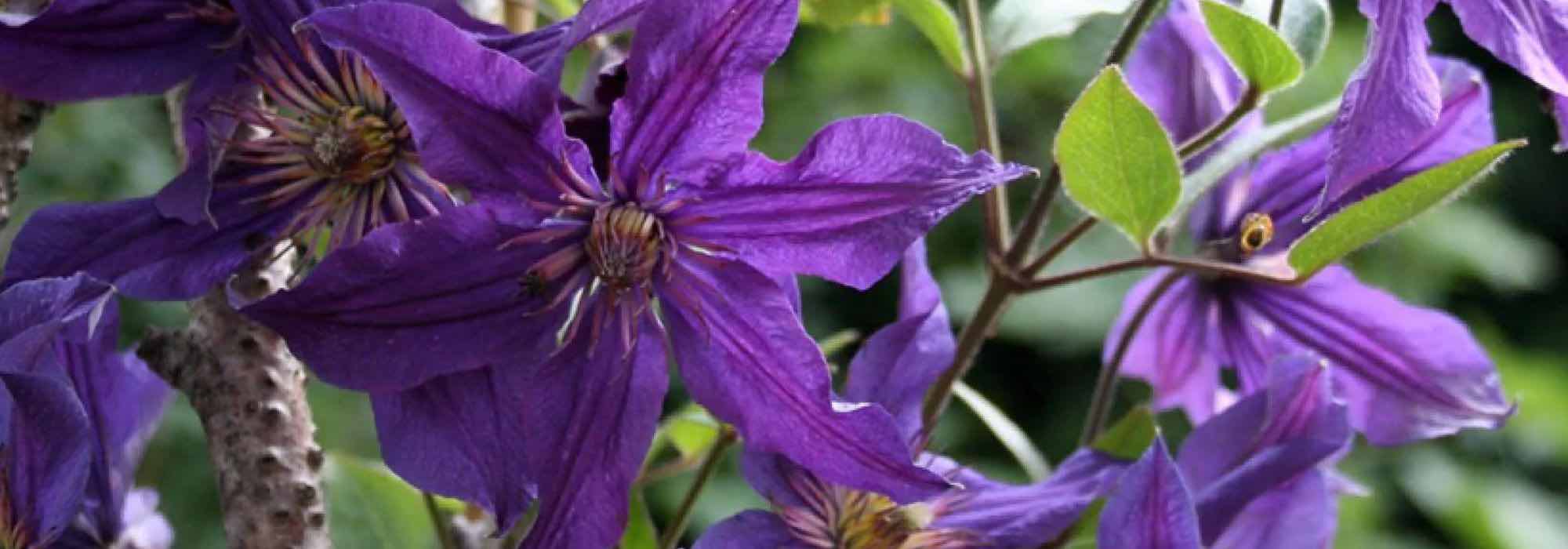 Clemátides herbáceas de flores violetas y malvas: nuestro top 5