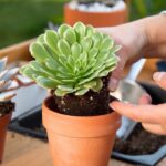 ¿Cómo plantar plantas suculentas en maceta?